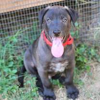 Thumbnail photo of Zuca AL #4