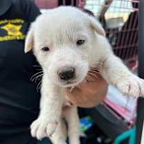 Thumbnail photo of Milo AL #2