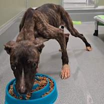 Thumbnail photo of DORA #2