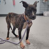 Thumbnail photo of DORA #3