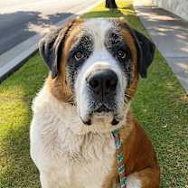 Thumbnail photo of Bernie #2