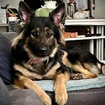 Thumbnail photo of Dyna #1