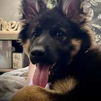 Thumbnail photo of Dyna #4