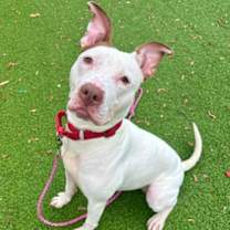 Thumbnail photo of Dove #1