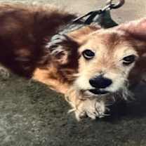 Thumbnail photo of Stoney A2241946 #2