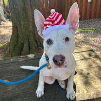 Thumbnail photo of Ophelia #1