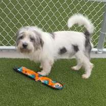 Thumbnail photo of Ollie #1