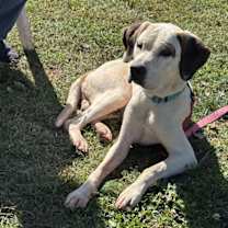 Thumbnail photo of Phantom: Not at the Shelter (Pam) #3