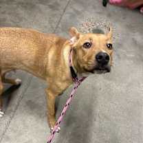 Thumbnail photo of Milo #4