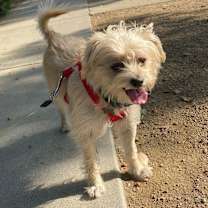 Thumbnail photo of Olive #2