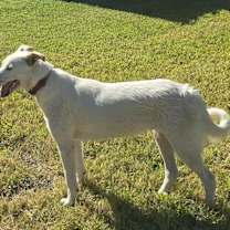 Thumbnail photo of Egret #2