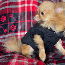 Thumbnail photo of Peanut #2