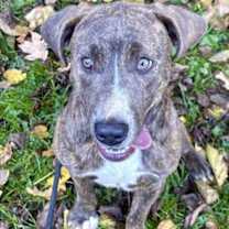 Thumbnail photo of Lenny #2