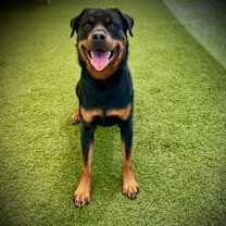 Thumbnail photo of Bruno #1