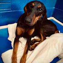 Thumbnail photo of Cora #1