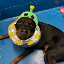 Thumbnail photo of Bruno #2