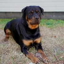 Thumbnail photo of Bruno #3