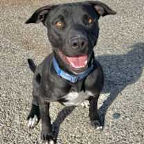 Thumbnail photo of Captain Jack Harkness #1