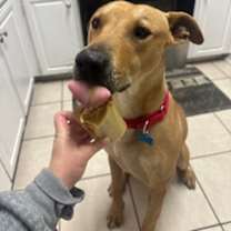 Thumbnail photo of Cedar #2