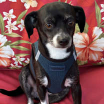 Thumbnail photo of Lucy Liu #1