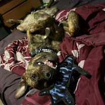 Thumbnail photo of King #3