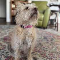 Thumbnail photo of Pending Adoption! #3