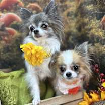 Thumbnail photo of Harley Davidson #2