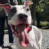 Thumbnail photo of Apple #1