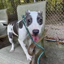 Thumbnail photo of Apple #3