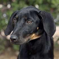 Thumbnail photo of Halo #1