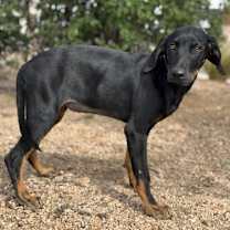 Thumbnail photo of Halo #2