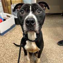 Thumbnail photo of Sebastian #2