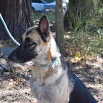 Thumbnail photo of Zadie #4