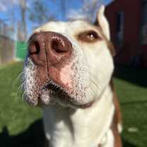 Thumbnail photo of Millie #2