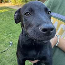 Thumbnail photo of Buddy #2