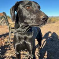 Thumbnail photo of Nebula #2