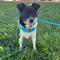 Thumbnail photo of Romeo #2