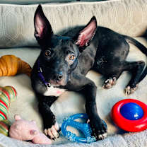 Thumbnail photo of Cello #2