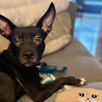 Thumbnail photo of Cello #3