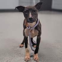 Thumbnail photo of DORA #4