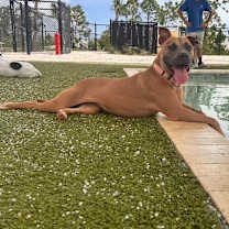 Thumbnail photo of Tulip #3