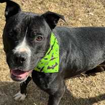 Thumbnail photo of Brewster #1