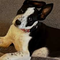 Thumbnail photo of Darcie #3