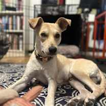 Thumbnail photo of Whisper #1