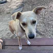 Thumbnail photo of Whisper #2