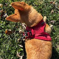 Thumbnail photo of Johnny (VA) Loves head rubs! #3