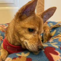 Thumbnail photo of Johnny (VA) update! #1