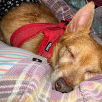 Thumbnail photo of Johnny (VA) update! #3