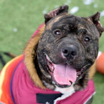 Thumbnail photo of Woody #1