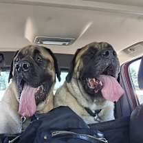 Thumbnail photo of Tiny Tim #4